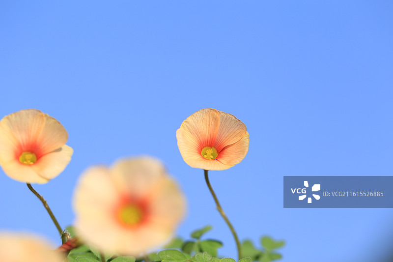 蓝天下盛开的美丽酢浆草花图片素材