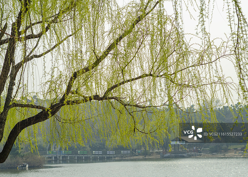 春天柳树杨柳依依随风飘荡图片素材