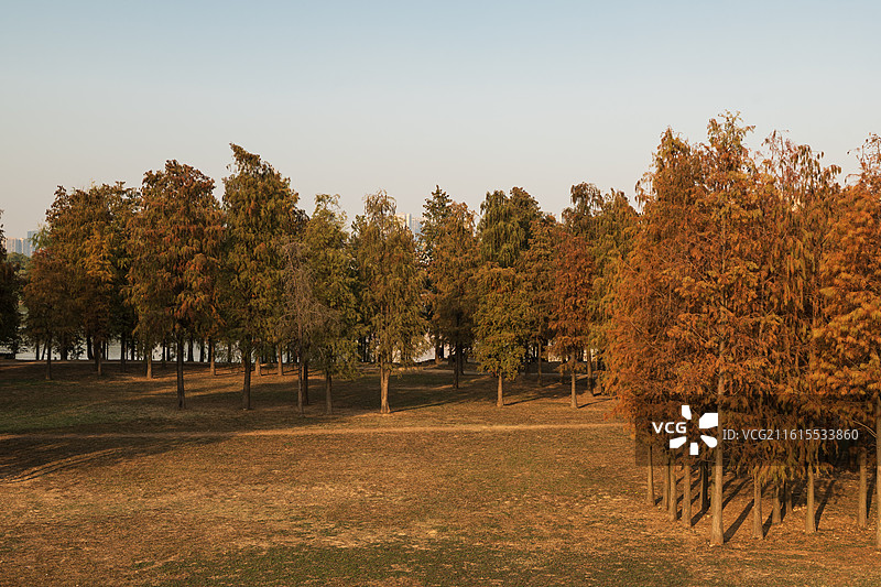 红色落羽杉景色图片素材