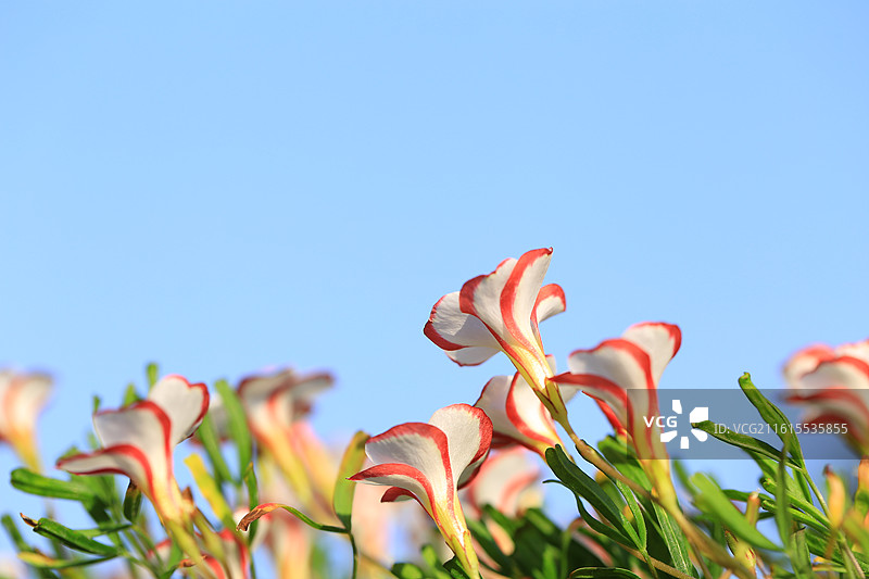 盛开的酢浆草（双色冰淇淋）图片素材