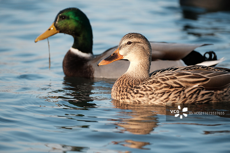在游泳的鸭子 绿头鸭图片素材
