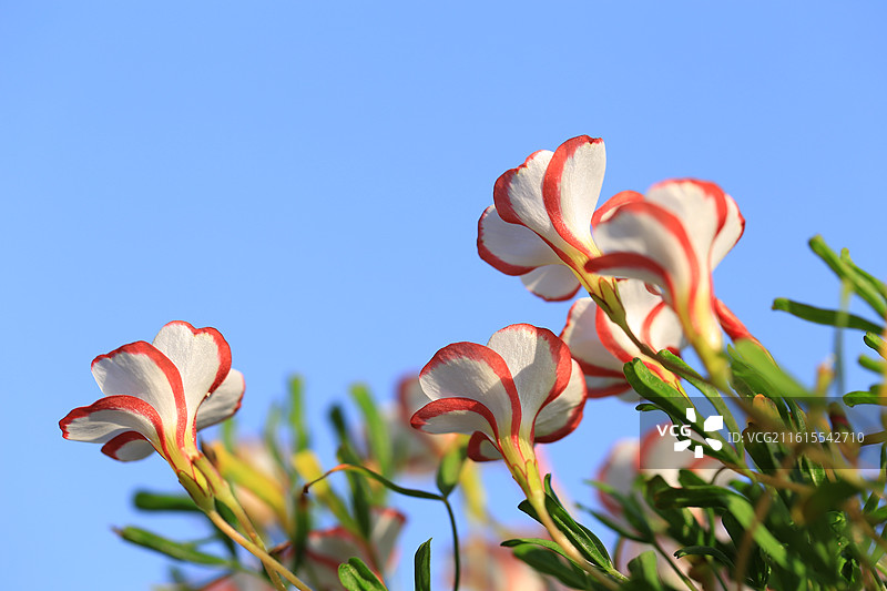 盛开的酢浆草（双色冰淇淋）图片素材