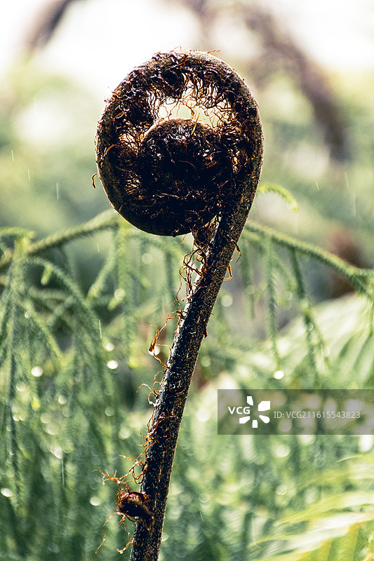 蕨类植物 新西兰 银蕨 特写 自然图片素材