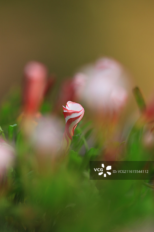 盛开的酢浆草（双色冰淇淋）图片素材