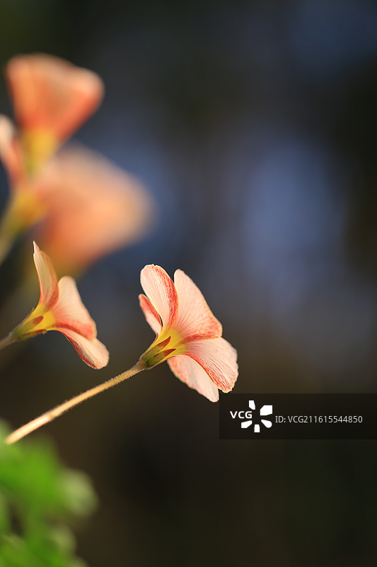 盛开的酢浆草花图片素材