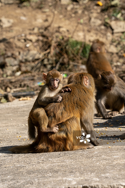 狮子关的野生猕猴图片素材