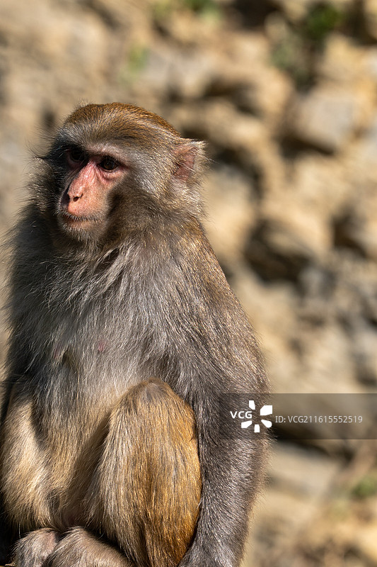 猴王，一只健康强壮的猕猴在晒太阳图片素材