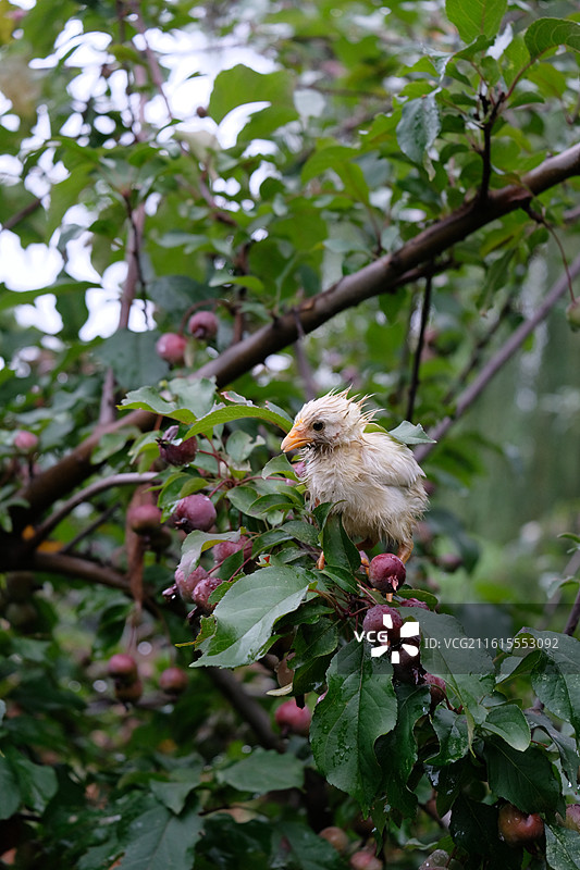 宠物小鸡。落汤鸡果树枝绿草地。下雨落魄狼狈图片素材