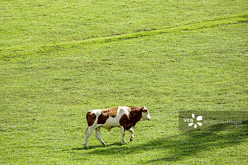 草地上的奶牛图片素材