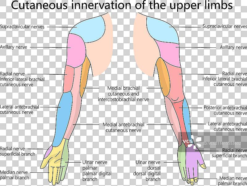 上肢皮肤神经支配图图片素材