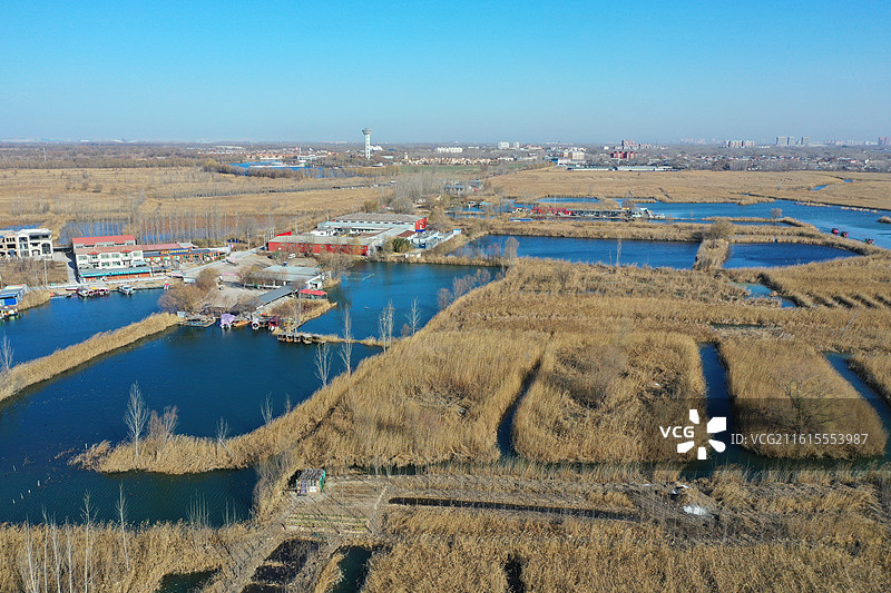 碧水连天映霞光，野鸭掠舞芦花黄 俯身临岸观舟远，银杏红叶风里扬 千岛万湖织洋淀，生态画卷韵悠长图片素材