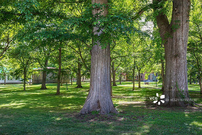 日本北海道札幌北海道大学校园景观图片素材