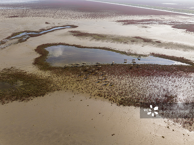 麋鹿+江苏省盐城市大丰区上海市川东农场图片素材