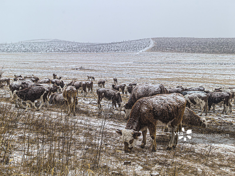 雪地里的牛图片素材