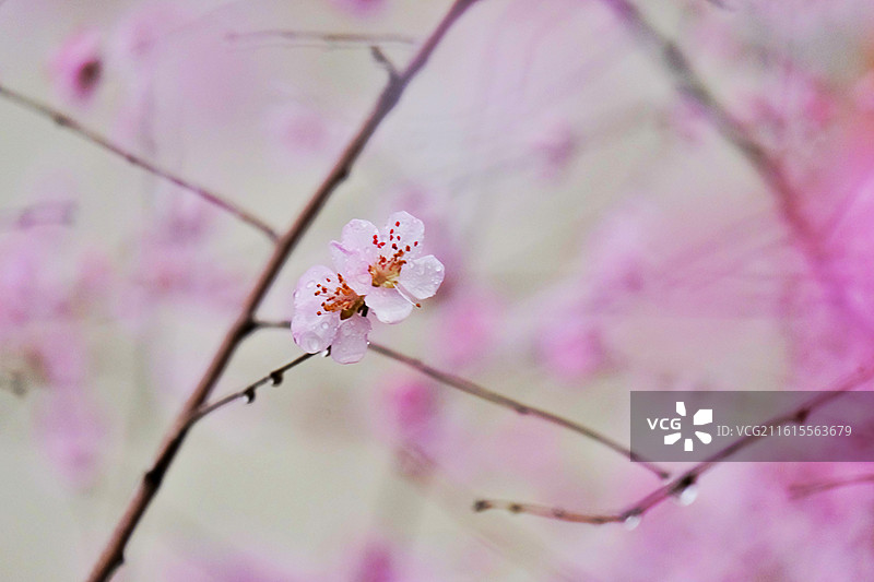 春天杏花雨。清新风景雨季雨天背景图壁纸图片素材