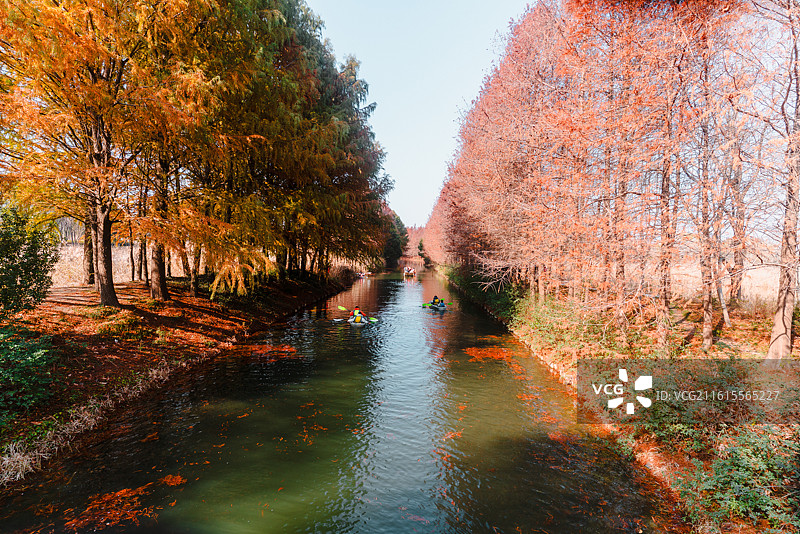 虎丘湿地公园红杉林景观和风景图片素材