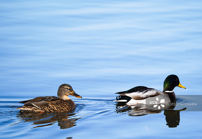 郑州龙子湖的鸳鸯图片素材