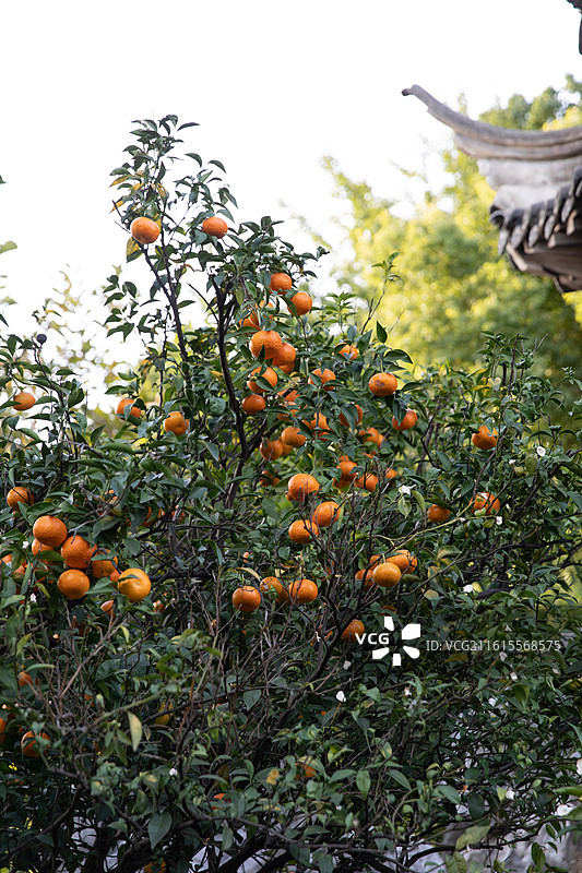 南京愚园橘子树图片素材
