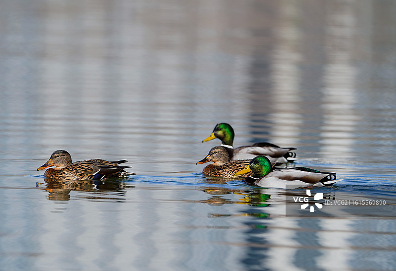 郑州龙子湖的鸳鸯图片素材