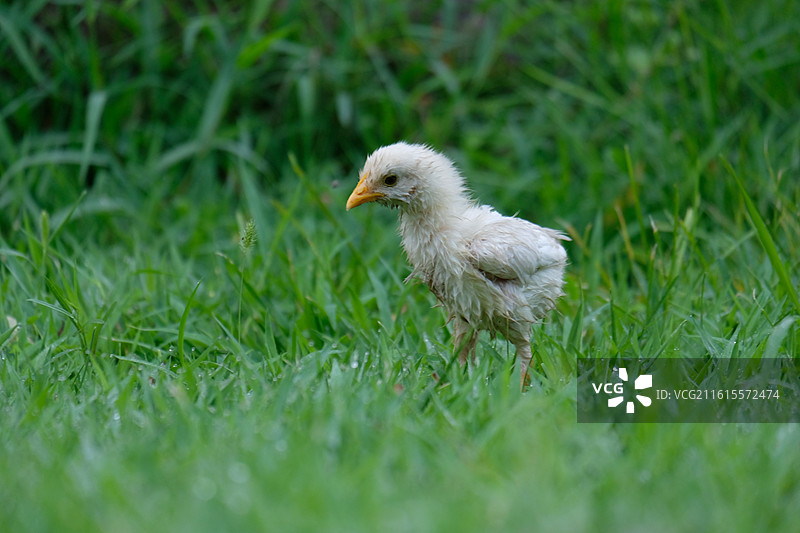 宠物小鸡。落汤鸡果树枝绿草地。下雨落魄狼狈图片素材