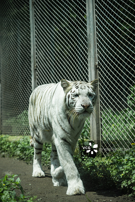 重庆动物园图片素材