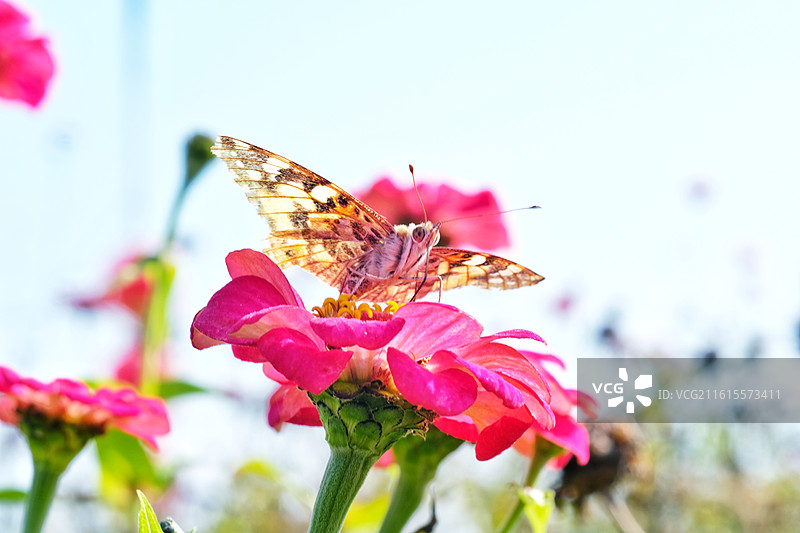 蝶恋花组图。阳光两只花蝴蝶油菜花清新风景背景图壁纸图片素材