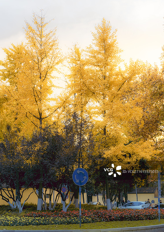 南京颐和路秋天景色图片素材