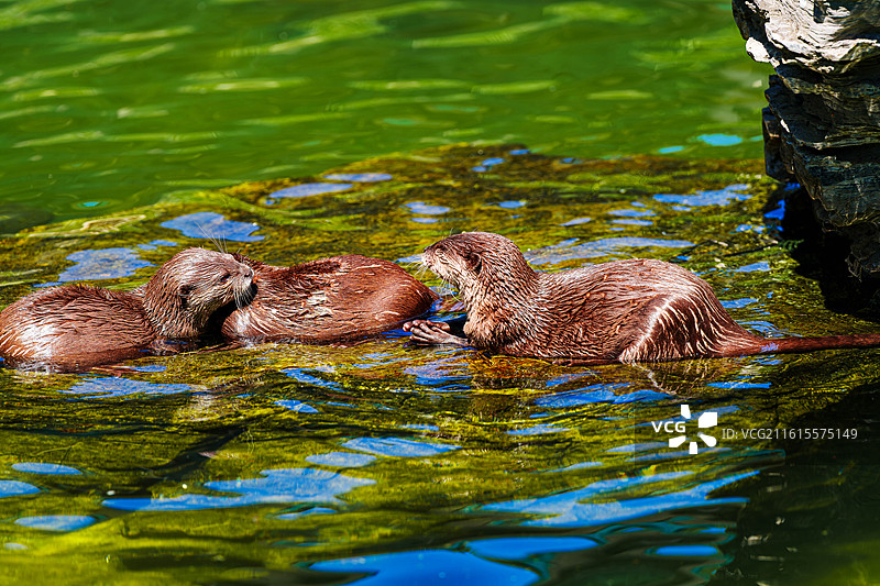 亚洲小爪水獭，北京动物园图片素材