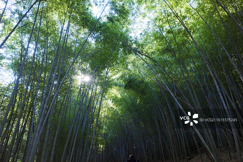 苏州穹窿山竹海图片素材