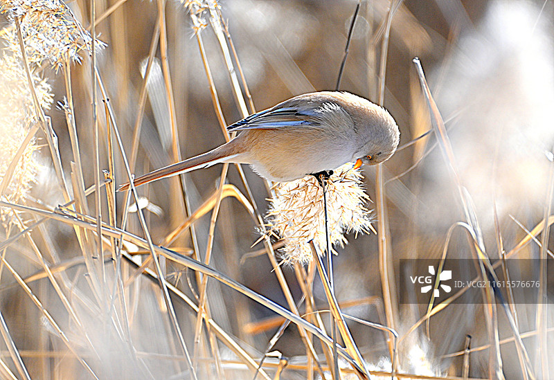 文须雀图片素材