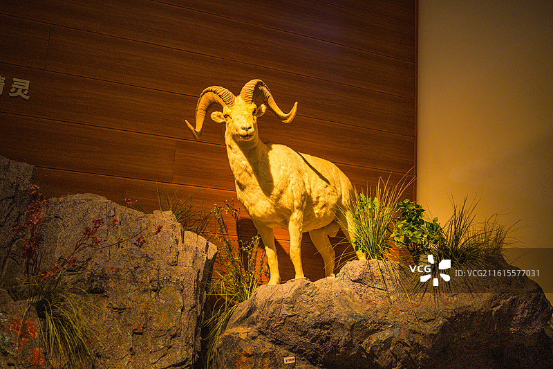 博物馆非洲哺乳动物标本图片素材