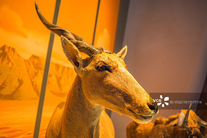 博物馆非洲哺乳动物标本图片素材