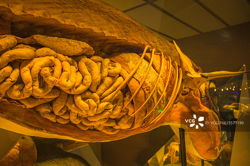 海洋生物博物馆鱼类解剖生物标本图片素材