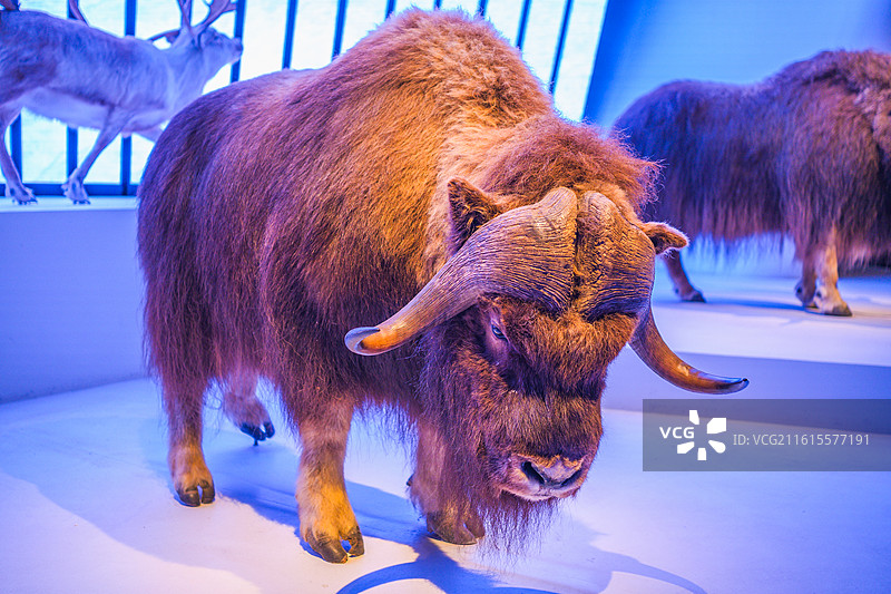 博物馆非洲哺乳动物标本图片素材