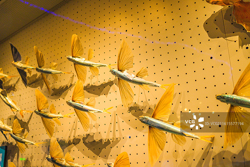 海洋博物馆鱼类标本图片素材