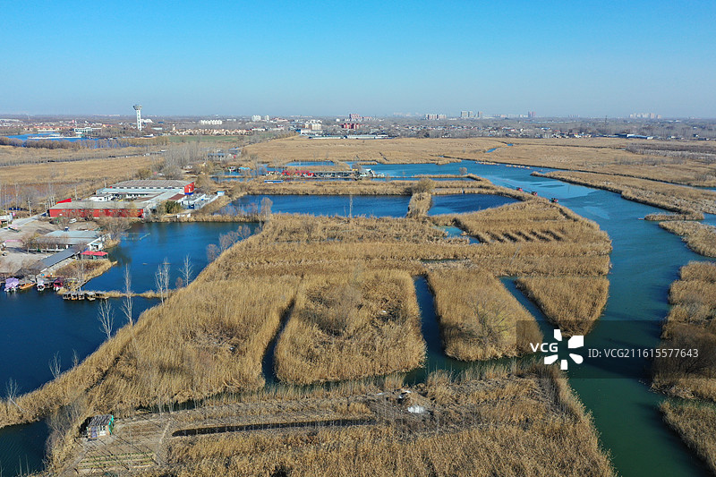 碧水连天映霞光，野鸭掠舞芦花黄  俯身临岸观舟远，银杏红叶风里扬  千岛万湖织洋淀，生态画卷韵悠长图片素材