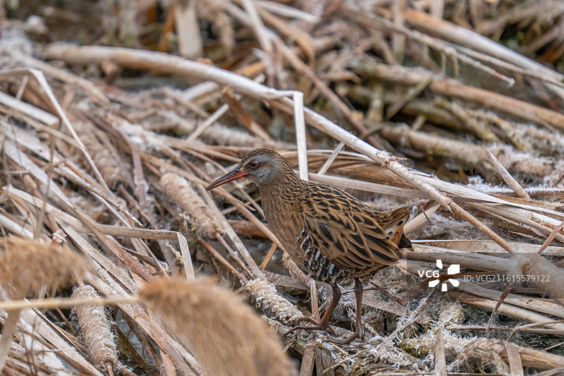芦苇丛里的秧鸡图片素材