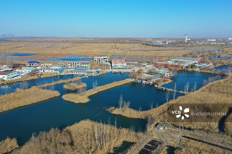 碧水连天映霞光，野鸭掠舞芦花黄 俯身临岸观舟远，银杏红叶风里扬 千岛万湖织洋淀，生态画卷韵悠长图片素材