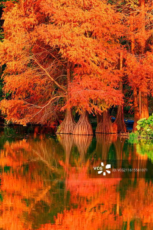 广州华南植物园秋天森林里湖边的橙色落羽杉图片素材