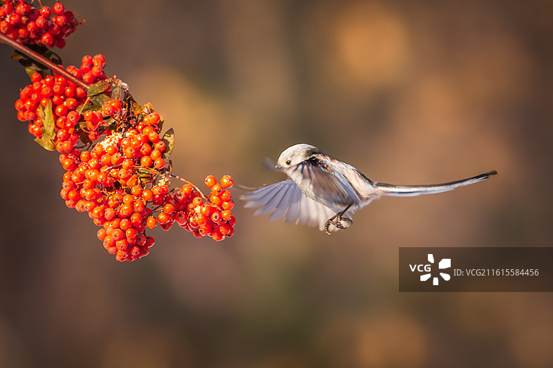 银喉长尾山雀图片素材