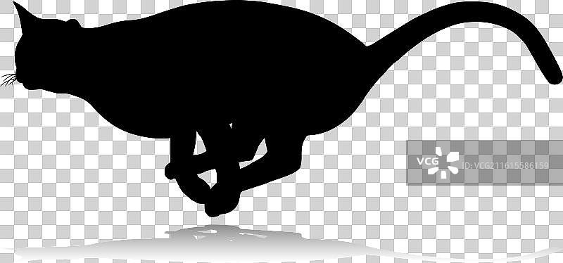 剪影猫宠物动物图片素材