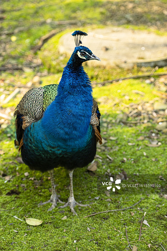 蓝孔雀图片素材