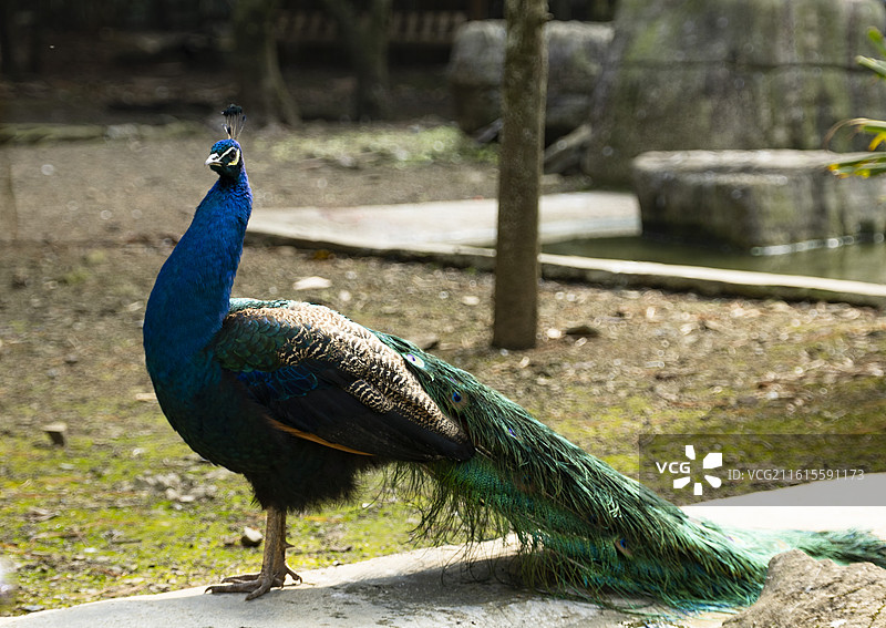 蓝孔雀图片素材