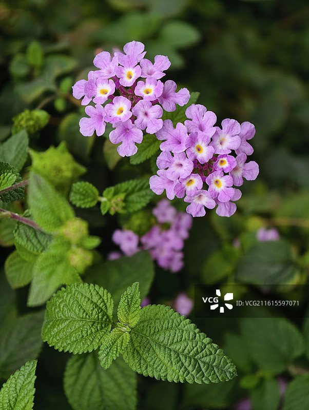 粉紫色马缨丹花簇 绿叶背景特写图片素材