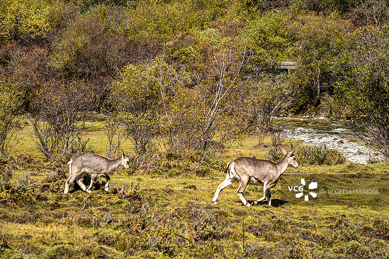 山间漫步的岩羊图片素材