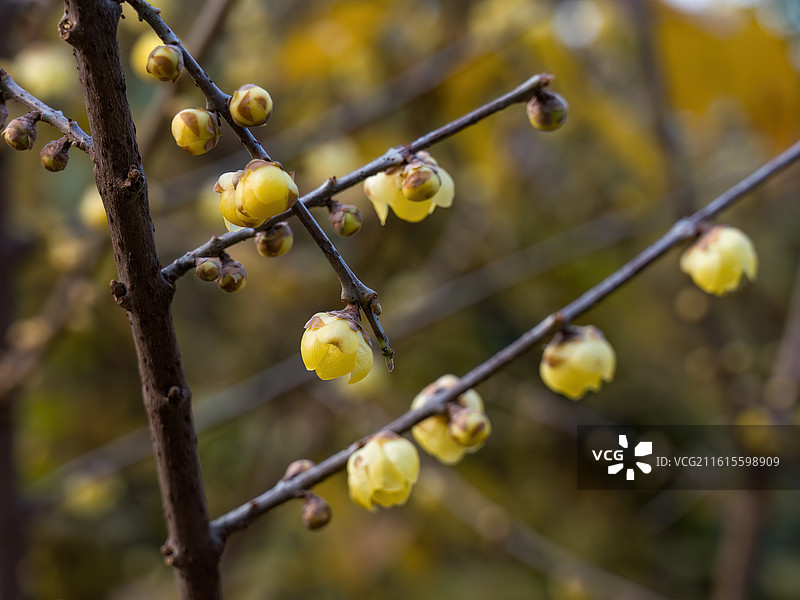成都塔子山公园腊梅图片素材