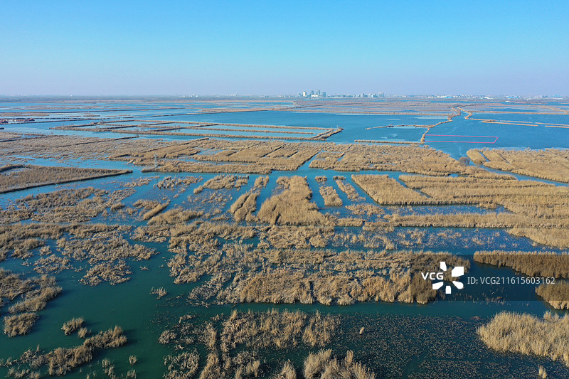 碧水连天映霞光，野鸭掠舞芦花黄  俯身临岸观舟远，银杏红叶风里扬  千岛万湖织洋淀，生态画卷韵悠长图片素材