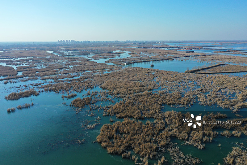 碧水连天映霞光，野鸭掠舞芦花黄  俯身临岸观舟远，银杏红叶风里扬  千岛万湖织洋淀，生态画卷韵悠长图片素材
