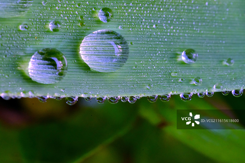 清晨绿草叶子上的露水珠。阳光芦苇清新风景背景图壁纸图片素材