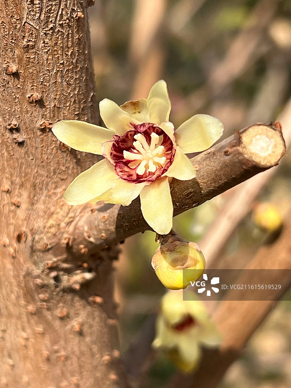 腊梅花盛开图片素材